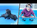 PERTAMAKALI OTTER LUCU FROST DIAMOND BERENANG DI KOLAM DIA BISA ATRAKSI JAGO BANGET