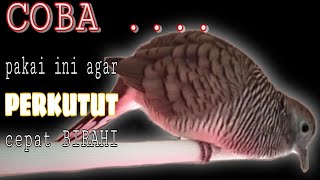 Download lagu PERKUTUT NGEROT - Terapi Naikan BIRAHI Perkutut mp3 Download lagu PERKUTUT NGEROT - Terapi Naikan BIRAHI Perkutut mp3