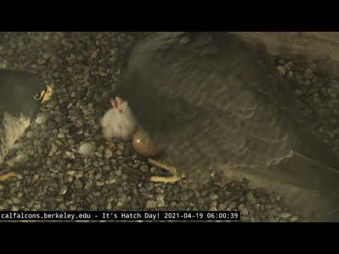 4-19-21 Quick glimpse of third chick hatching