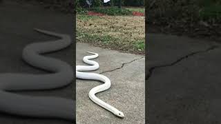 cute snake viral video 😮😮  beautiful snake s