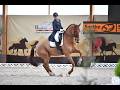 Hongre - KWPN - 15 ans - Dressage - France
