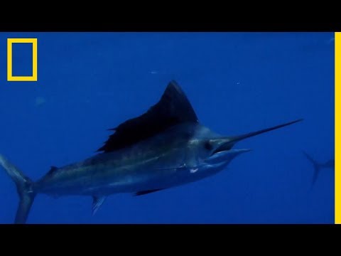 Les techniques de chasse des espadons voiliers, redoutablement rapides