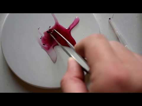 Extraktion von Karminrot (E120) aus Wollläusen