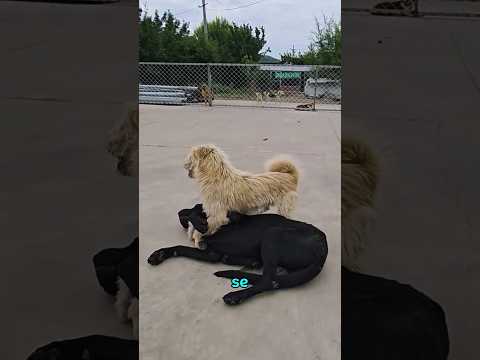 Todos los perros respetan al alfa #perros #shorts