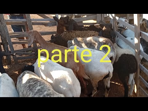 Feira de caprinos e Ovinos de jataúba PE 12/06/2026