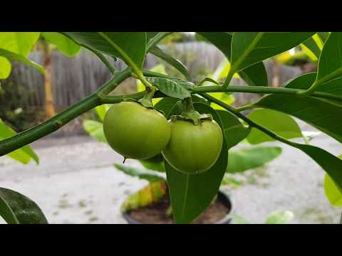 download lagu mp3 mp4 Black Sapote Melbourne, download lagu Black Sapote Melbourne gratis, unduh video klip Black Sapote Melbourne