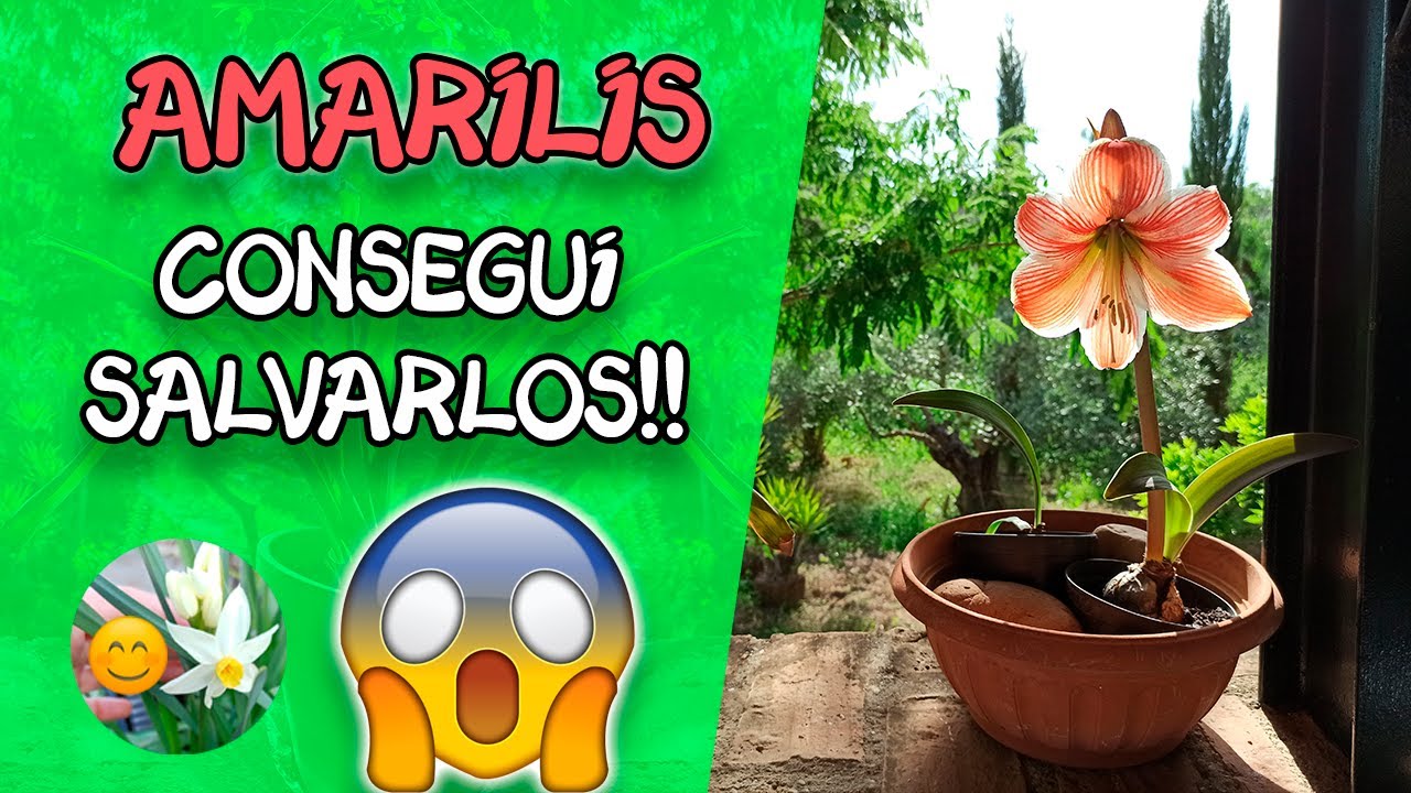 🌸Cómo SALVAR un bulbo de AMARILIS o 😱 La Suegra y la Nuera!!  ||🥰FELIZ en mi JARDIN🌼🌸