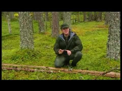 *RAY MEARS* FOUR SEASONS IN BRITAIN