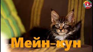 Лучшая порода кошек для ловли крыс
