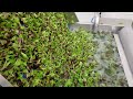 1343881 Complete Turatti drying and cooling line for lettuce and leafy vegetables }}
