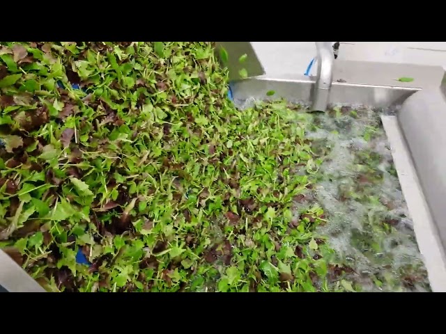 1343881 Complete Turatti drying and cooling line for lettuce and leafy vegetables