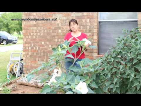 How to Grow and Use the Moon Flower