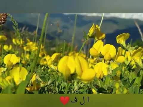 YELLOW  Natural flowers of Azad kashmir