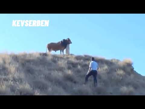 ENİŞTEN DİLEKLERİMLE KURBAN SPORUNUZU III BAYRAMINIZI KUTLARIM :)