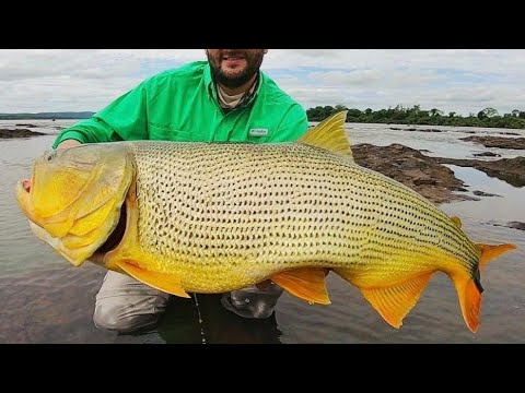 Pescaria de Dourado GIGANTE no Rio Uruguai com Isca Artificial - Porto Xavier - Pousada Bigua