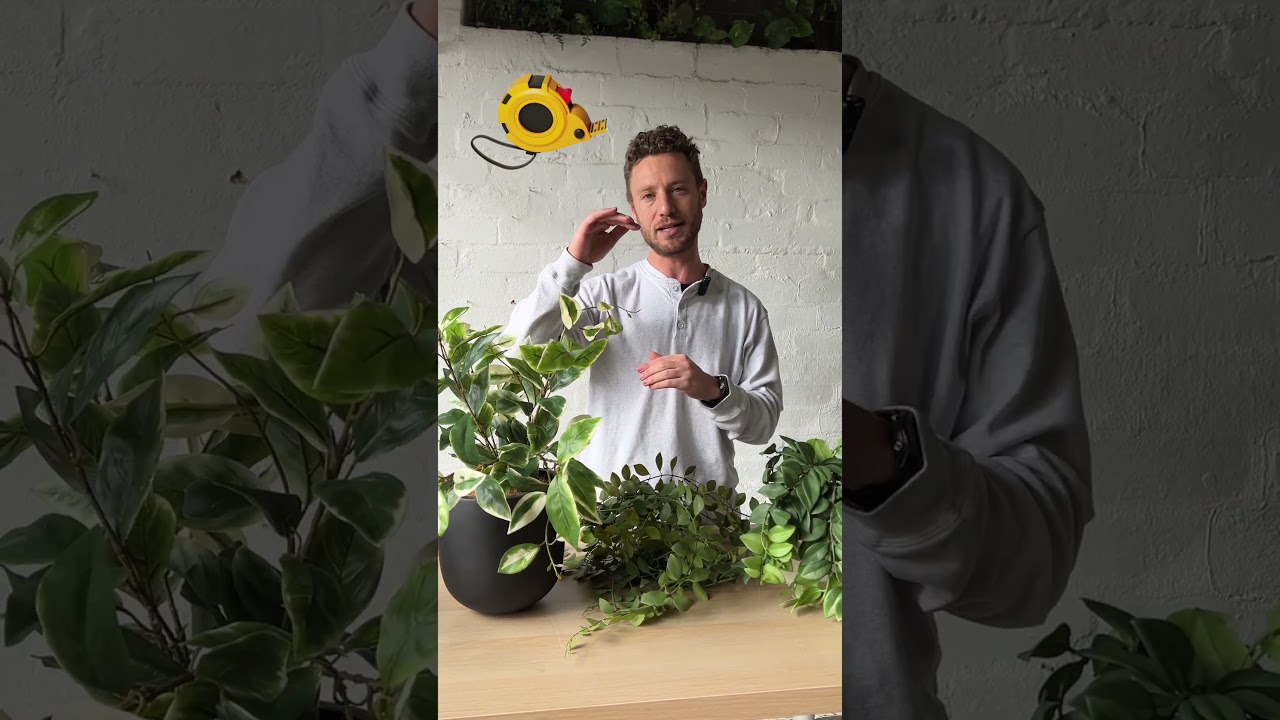 Our Shelf Plants