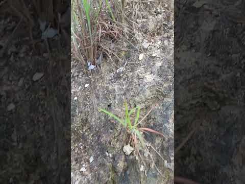 Monte S Domingos em Mimoso de Goiás