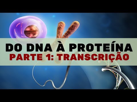 Transcription – Human Physiology