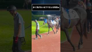 歩く気のないおウマさんを発見w #shorts
