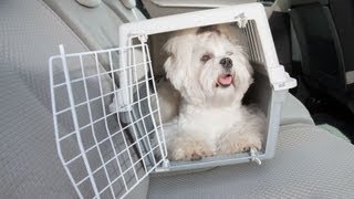 How to Travel with Your Puppy | Puppy Care