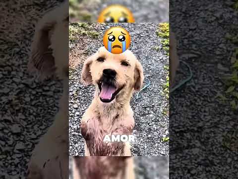 Si ves esta señal de tráfico en Australia… presta mucha atención.⚠️😱#shorts