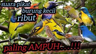 Download lagu suara pikat burung kecil paling ribut mp3