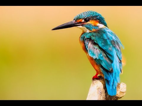 Die Rückkehr des Eisvogels – Doku HD