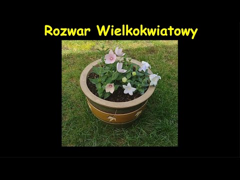💐Rozwar Wielkokwiatowy💐 Platycodon grandiflorus 💐"Astra Rose"💐