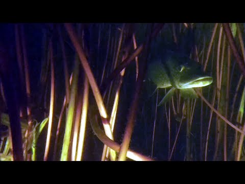 Vrijdagavondduikje Wagenberg, 17 september 2021