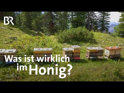 , title : 'Pollenanalyse: Herkunft von Honig bestimmen | Gut zu wissen | BR'