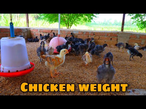 Day-16, average weight of desi chicks in my poultry farm