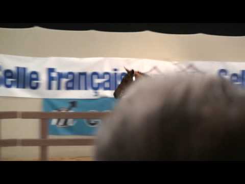 ♂ Secret Semilly- jumping stallion  (SF) by Diamant de Semilly