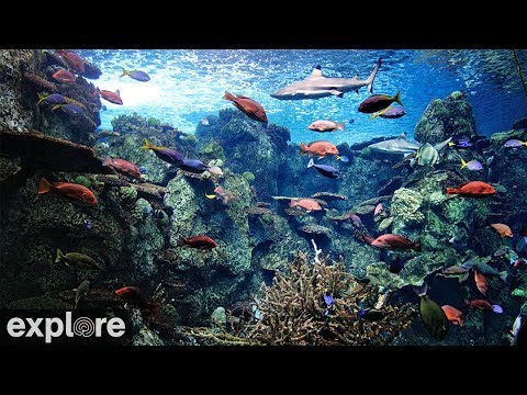Webcam: Tropical Reef										 | Aquarium Webcams | Aquarium of the Pacific	