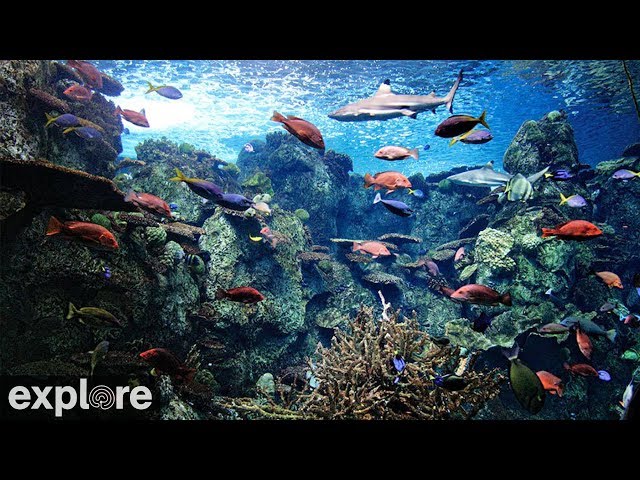 ロング・ビーチ太平洋水族館