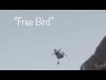 bird falling of cliff to “Freebird”