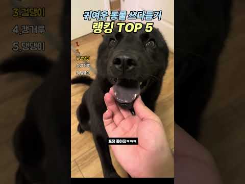 귀여운 동물 쓰다듬기 랭킹 TOP 5