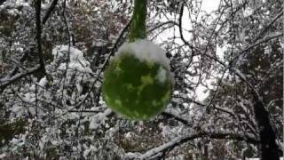 6-Foot Gourds Harvested in Snow