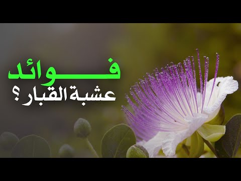 ما هي فوائد عشبة القبار ؟