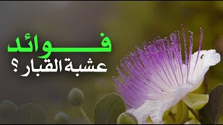 ما هي فوائد عشبة القبار ؟