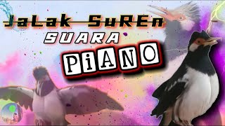Download lagu Pancingan jalak suren suara piano |Coba putarkan sepanjang hari biar bisa bersuara unik & langkah mp3