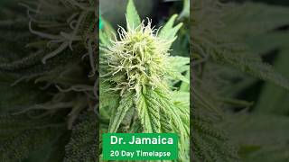 Weed flower bud ripening TIMELAPSE #shorts #cannabis #grow