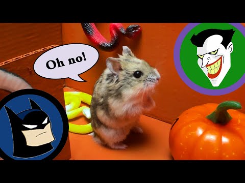 Epic Batman Hamster Maze! 5-level superhero escape! Funny pet with real life baby voice! DIY stories