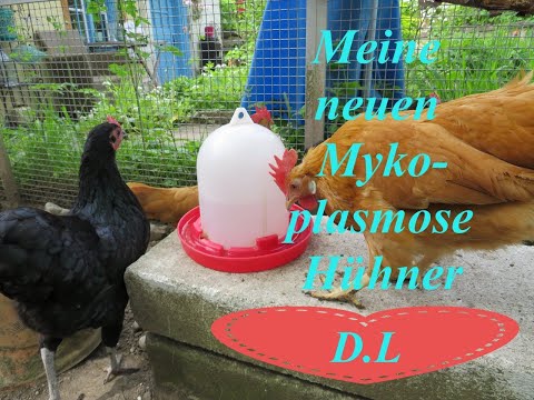 , title : 'Meine neuen Mykoplasmose Hühner'