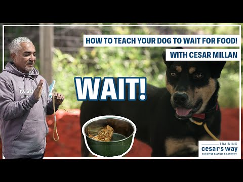 TEACH YOUR DOG TO WAIT FOR FOOD! | DOG TIPS #1