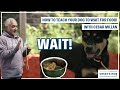 TEACH YOUR DOG TO WAIT FOR FOOD DOG TIPS 2