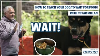 HOW TO TEACH YOUR DOG TO WAIT FOR FOOD! | DOG TIPS WITH CESAR MILLAN