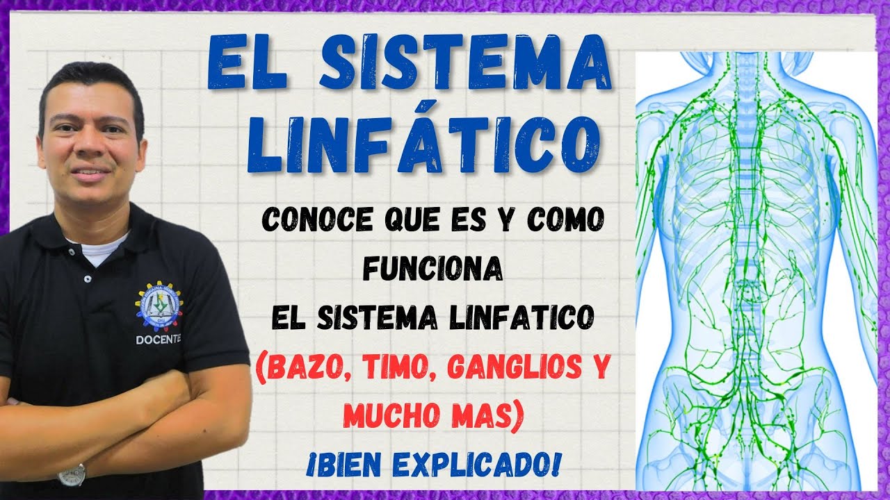 🏅 EL SISTEMA LINFATICO: LA LINFA, BAZO, TIMO,  VASOS Y GANGLIOS LINFATICOS. BIEN EXPLICADO