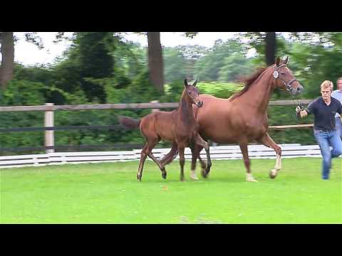 Rolfsmeyer, Fürstenball-Fürst Piccolo-Rosenkavalier
