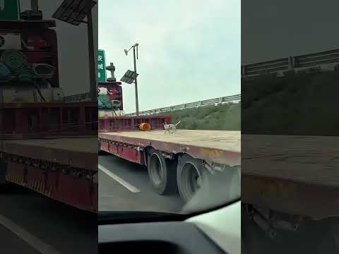 Alasan Mengejutkan Pengemudi Truk di Tiongkok Selalu Membawa Anjing! 🚚🐶