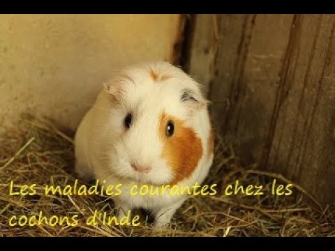 , title : 'Les maladies courantes chez les cochon d'inde'